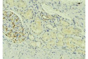 ABIN6273726 at 1/100 staining Mouse kidney tissue by IHC-P. (NDFIP2 antibody  (Internal Region))