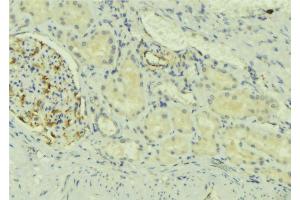 ABIN6273726 at 1/100 staining Mouse kidney tissue by IHC-P. (NDFIP2 antibody  (Internal Region))