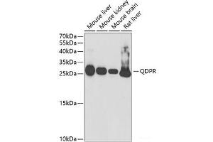 Western blot analysis of extracts of various cell lines using QDPR Polyclonal Antibody at dilution of 1:1000. (QDPR antibody)