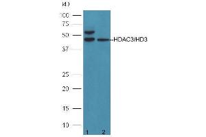 Lane 1: 293T cells; Lane 2: A431 cell lysates probed with Anti-HDAC3/HD3 Polyclonal Antibody  at 1:5000 90min in 37˚C. (HDAC3 antibody  (AA 31-130))