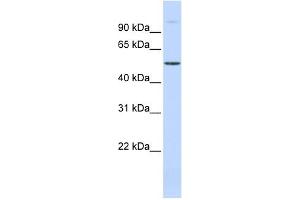 WB Suggested Anti-C19orf2 Antibody Titration:  0. (URI1 antibody  (Middle Region))