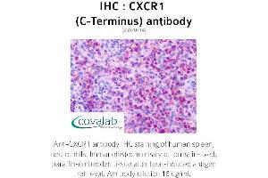 Image no. 1 for anti-Chemokine (C-X-C Motif) Receptor 1 (CXCR1) (C-Term) antibody (ABIN1733391) (CXCR1 antibody  (C-Term))