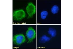 ABIN185446 Immunofluorescence analysis of paraformaldehyde fixed U251 cells, permeabilized with 0. (Neuroligin 1 antibody  (Internal Region))