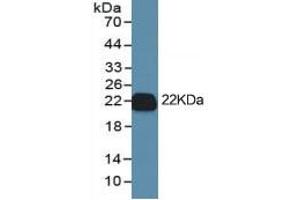 Rabbit Capture antibody from the kit in WB with Positive Control: Cell culture supernatant and CHO-S cell lysate which transfected with rat IL1b gene. (IL-1 beta ELISA Kit)