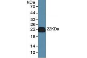 Western Blotting (WB) image for Interleukin 1, beta (IL1B) ELISA Kit (ABIN6574167)