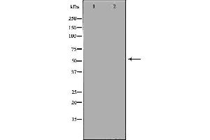 Cadherin 13 antibody  (Internal Region)