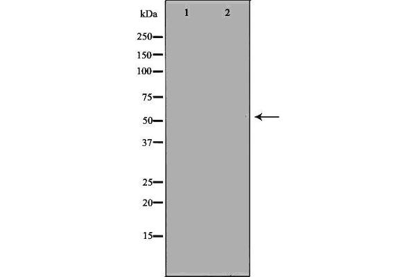 Cadherin 13 antibody  (Internal Region)