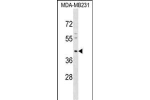 KCNJ15 Antibody (C-term) (ABIN1537165 and ABIN2848758) western blot analysis in MDA-M cell line lysates (35 μg/lane). (KCNJ15 antibody  (C-Term))