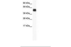 Image no. 1 for anti-MPN Domain Containing (MPND) (AA 172-221) antibody (ABIN202518)