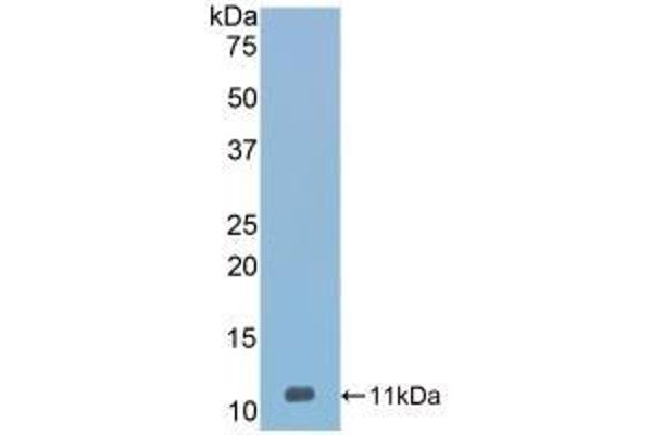 SERPINA12 anticorps  (AA 71-148)