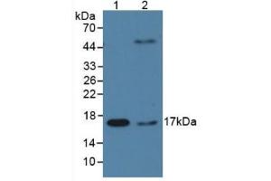 Figure. (PPIA antibody  (AA 2-165))