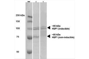 Western Blot analysis of Human A431 and HEK293 cell lysates showing detection of HSF1 protein using Rat Anti-HSF1 Monoclonal Antibody, Clone 10H4 . (HSF1 antibody  (PerCP))