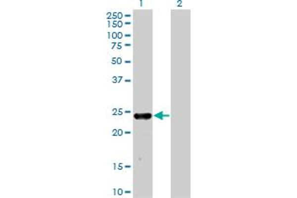MXI1 antibody  (AA 73-182)