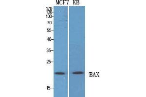 Western Blot (WB) analysis of specific cells using Bax Polyclonal Antibody. (BAX antibody  (N-Term))