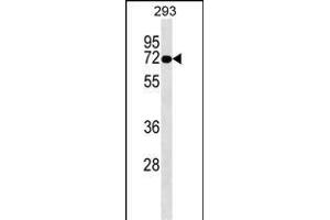 OTOP2 Antibody (Center) (ABIN1538326 and ABIN2849278) western blot analysis in 293 cell line lysates (35 μg/lane). (Otopetrin 2 antibody  (AA 336-363))