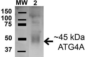 Western blot analysis of Human HeLa cell lysates showing detection of 45. (ATG4A antibody  (AA 58-70) (HRP))