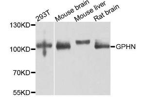 Western blot analysis of extracts of various cell lines, using GPHN antibody (ABIN5996450) at 1/1000 dilution. (Gephyrin antibody)
