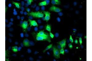 Anti-FGFR2 mouse monoclonal antibody (ABIN2454500) immunofluorescent staining of COS7 cells transiently transfected by pCMV6-ENTRY FGFR2 (RC217098). (FGFR2 antibody)