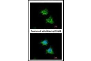 Immunofluorescence analysis of methanol-fixed HeLa, using BIRC4 antibody at 1/100 dilution.