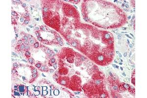 ABIN5539834 (5µg/ml) staining of paraffin embedded Human Kidney. (GLRA1 antibody  (Internal Region))