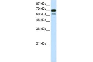 Western Blotting (WB) image for anti-Elongation Factor RNA Polymerase II (ELL) antibody (ABIN2460171)