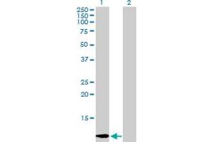 Western Blot analysis of LGALS1 expression in transfected 293T cell line by LGALS1 MaxPab polyclonal antibody. (LGALS1/Galectin 1 antibody  (AA 1-135))