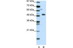 Western Blotting (WB) image for anti-Zinc Finger Protein 259 (znf259) antibody (ABIN2461709) (ZNF259 antibody)