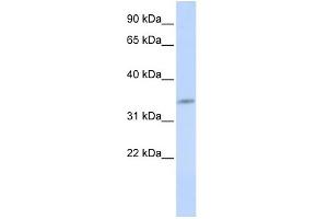 WB Suggested Anti-CDK5 Antibody Titration:  0.
