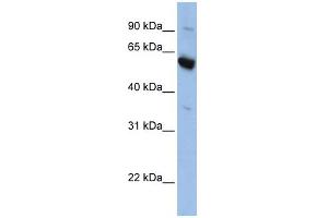 WB Suggested Anti-SLC45A3 Antibody Titration:  0. (SLC45A3 antibody  (Middle Region))