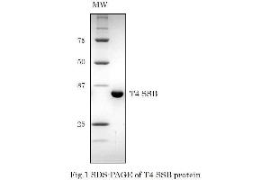 Western Blotting (WB) image for T4 SSB (Active) protein (ABIN2452207) (T4 SSB (Active) Protein)