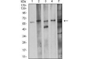 Western blot analysis using CDC37 mouse mAb against K562 (1), LNcap (2), A431 (3), HEK293 (4), and C2C12 (5) cell lysate. (CDC37 antibody  (AA 241-378))