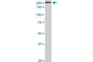 Western Blotting (WB) image for anti-Eukaryotic Translation Initiation Factor 4 Gamma, 1 (EIF4G1) (AA 1500-1599) antibody (ABIN515213)