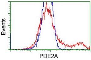 HEK293T cells transfected with either RC207219 overexpress plasmid (Red) or empty vector control plasmid (Blue) were immunostained by anti-PDE2A antibody (ABIN2454150), and then analyzed by flow cytometry. (PDE2A antibody)