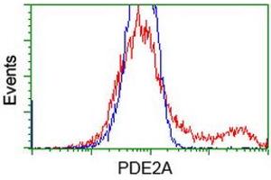 HEK293T cells transfected with either RC207219 overexpress plasmid (Red) or empty vector control plasmid (Blue) were immunostained by anti-PDE2A antibody (ABIN2454150), and then analyzed by flow cytometry.