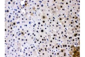 IHC testing of FFPE mouse liver with PC4 antibody at 1ug/ml. (SUB1 antibody  (AA 96-127))
