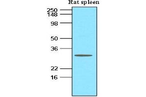 Tissue lysates of Rat spleen (60 ug) were resolved by SDS-PAGE, transferred to nitrocellulose membrane and probed with anti-human BLyS (1:500).
