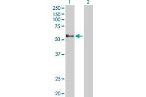 Western Blot analysis of GPR56 expression in transfected 293T cell line by GPR56 MaxPab polyclonal antibody. (GPR56 antibody  (AA 1-693))