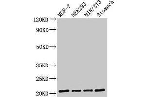 Western Blot Positive WB detected in: MCF-7 whole cell lysate, HEK293 whole cell lysate, NIH/3T3 whole cell lysate, Rat stomach tissue All lanes: CD3G antibody at 2 μg/mL Secondary Goat polyclonal to rabbit IgG at 1/50000 dilution Predicted band size: 21 kDa Observed band size: 21 kDa (CD3G antibody  (AA 138-182))