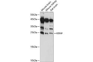 Western blot analysis of extracts of various cell lines, using GDNF antibody (ABIN7267388) at 1:1000 dilution. (GDNF antibody  (AA 109-211))