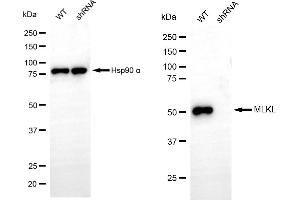 Western blotting analysis using MLKL antibody (ABIN7799480).