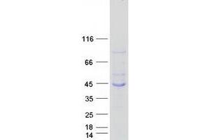 Validation with Western Blot (MAB21L3 Protein (Myc-DYKDDDDK Tag))