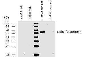 Western blotting analysis of human alpha-fetoprotein using mouse monoclonal antibody AFP-01 on lysates of HepG2 cell line and Jurkat cell line (negative control) under reducing and non-reducing conditions. (alpha Fetoprotein antibody)