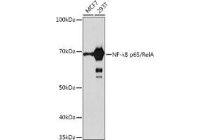 Western blot analysis of extracts of various cell lines, using NF-kB p65/RelA antibody (ABIN7268995) at 1:1000 dilution. (NF-kB p65 antibody)