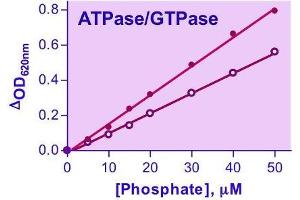 Biochemical Assay (BCA) image for ATPase/GTPase Assay Kit (ABIN1000250) (ATPase/GTPase Assay Kit)