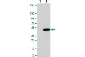 Western blot analysis of Lane 1: Negative control (vector only transfected HEK293T lysate). (ZNF843 antibody)