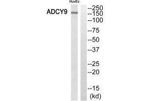 ADCY9 antibody  (N-Term)