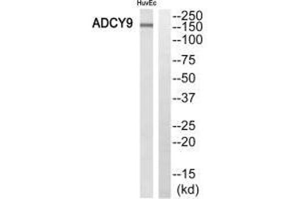 ADCY9 antibody  (N-Term)