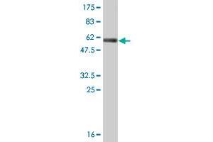 Western Blot detection against Immunogen (56. (ECHS1 antibody  (AA 13-290))
