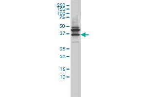 JAM2 monoclonal antibody (M01), clone 1G4 Western Blot analysis of JAM2 expression in LNCaP