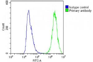 Overlay histogram showing A431 cells stained with (ABIN6243567 and ABIN6578806)(green line). (MIF4GD antibody  (AA 137-169))